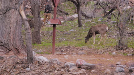 Mule-deer-grazing-in-the-Arizona-countryside