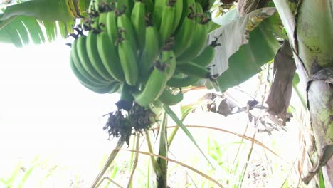 Una-Finca-Bananera-Orgánica-Tiene-Una-Excelente-Cosecha-De-Plátanos