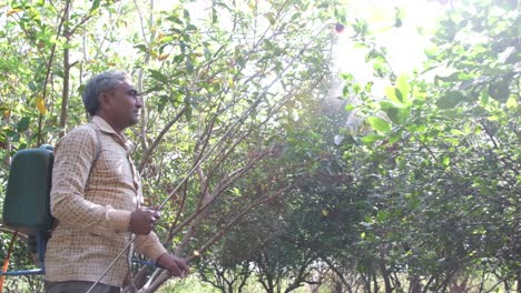 side-view-of-a-farmer-spraying-organic-medicine-with-a-hand-pump-in-his-organic-and-horticultural-garden