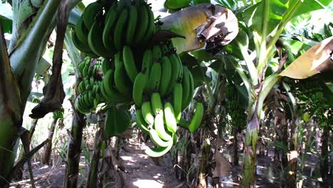 Escena-De-Arriba-Hacia-Abajo-Que-Muestra-Plátanos-Crudos-Y-Verdes-En-Un-Huerto-De-Plátanos-Orgánicos
