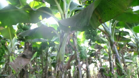 Scene-from-below-showing-banana-crop-grown-and-ready-for-cultivation-in-an-organic-banana-orchard