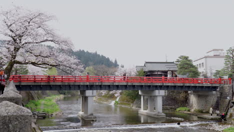 TAKAYAMA,-JAPAN---APRIL-5,-2023:-Nakabashi-bridge-with-sakura-cherry-blossom-in-April