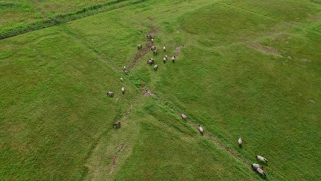 Orbit-around-horses-in-a-field-with-a-flock-of-birds-flying-over-in-Polish-nature-reserve-"Beka"