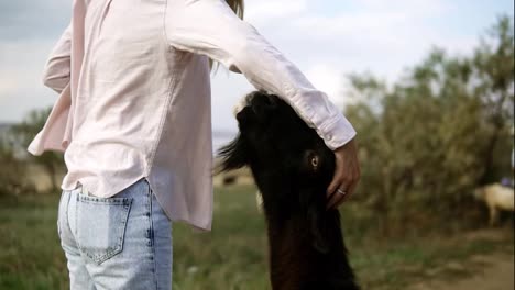 Woman's-hand-stroking-black-goat-outdoors
