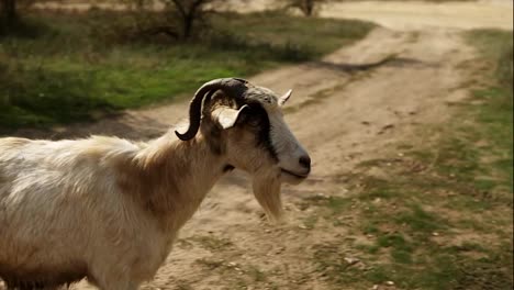 A-goat-walks-in-slow-motion-over-free-graze-farmland