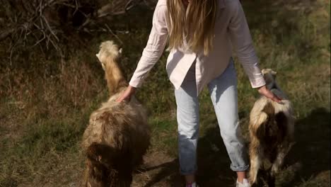 Woman-stroking-two-small-goats-outdoors-during-her-road-trip