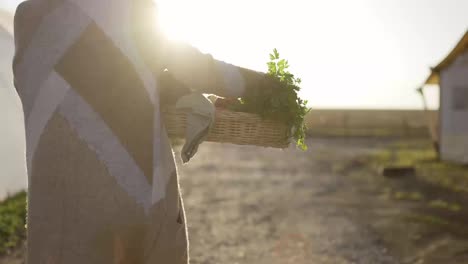 Rear-view-of-unrecognizable-woman-walking-by-farm,-carrying-fresh-vegetables-or-plants