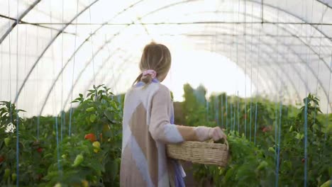 Mujer-Agricultora-Trabajando-En-El-Invernadero,-Caminando-Con-Una-Cesta-Llena-De-Verduras