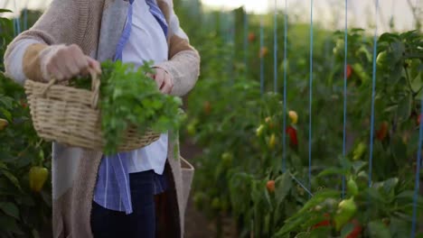 Woman-farmer-harvesting-peppers-at-greenhouse,-walking-with-basket