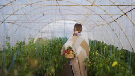 Woman-harvesting-peppers-at-greenhouse,-walking-with-basket,-rear-view
