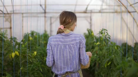 Woman-walking-with-basket-with-fresh-harvested-vegetables-at-greenhouse,-rear-view