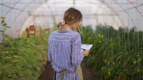 Young-woman-farmer-in-indoor-greenhouse,-accounting-using-tablet,-rear-view