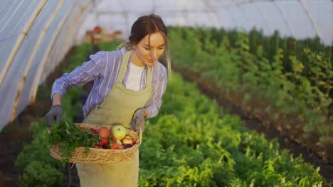 Happy-female-farmer-harvesting-peppers-at-greenhouse-into-a-basket