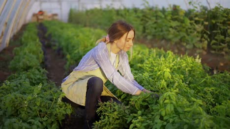 Young-woman-working-at-greenhouse,-cleans-the-plants-from-weeds
