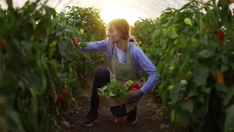 Woman-farmer-harvesting-peppers-at-greenhouse,-collecting-into-a-basket