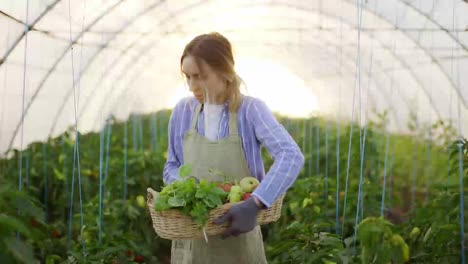 Woman-farmer-in-apron-harvesting-greens-at-greenhouse