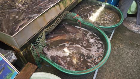 live-catfish-in-water-bucket-at-asian-thailand-fish-market-street-for-sale