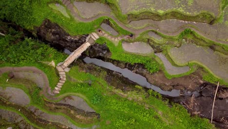 Slow-rising-drone-shot-of-Tegalalang-rice-terrace-in-Bali,-Indonesia-near-town-of-Ubud,-with-top-down-shot-of-puddles,-rice-fields-and-people-walking-in-them