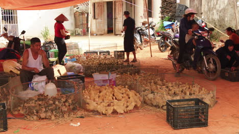 Hard-working-farmer-sells-chickens-for-meat-in-a-street-market