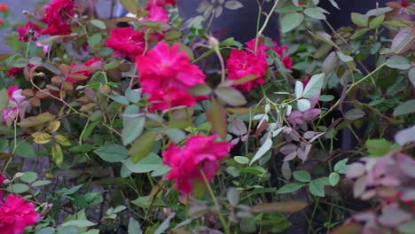 close-up-scene-showing-the-pink-and-red-rose-plants-and-seedlings-that-are-being-sold-in-abundance-at-this-market