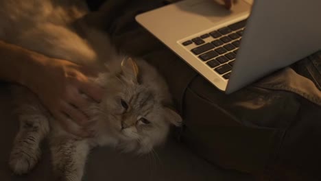 Mann-Benutzt-Laptop-Und-Streichelt-Eine-Katze.-Entspannte-Katze-Liegt-Auf-Dem-Sofa