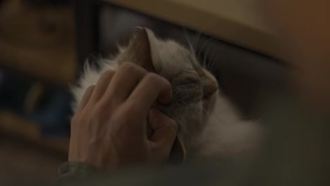 Man-petting-a-white-fluffy-cat