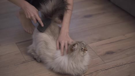 Unrecognizable-woman-combing-fur-of-a-fluffy-cat-on-floor