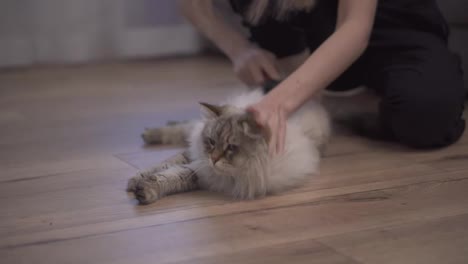 Unrecognizable-woman-combing-fur-of-a-fluffy-grey-cat-on-floor