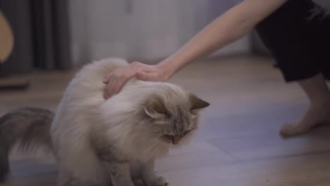 Woman-giving-small-food-to-cat-on-the-floor-from-her-hand