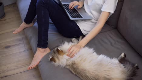 Unrecognizable-girl-is-working-on-laptop-on-sofa-and-big-cat-is-laying-down-nearby