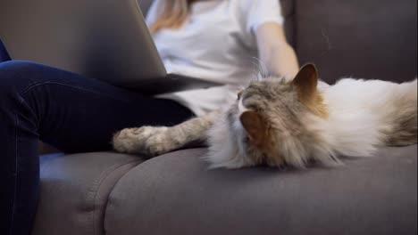 Unrecognizable-girl-is-working-on-laptop-on-sofa-and-big-cat-is-laying-down-nearby,-she-caress-pet