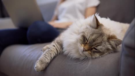 Flauschige-Katze-Schläft-Auf-Einer-Couch,-Während-Ihr-Besitzer-Im-Hintergrund-Am-Laptop-Arbeitet
