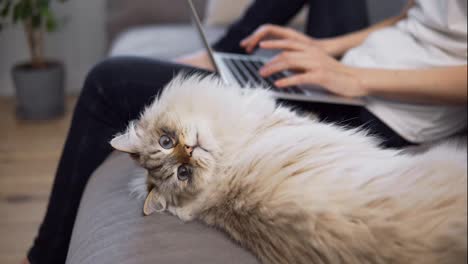 Gato-Gracioso-Mirando-La-Cámara-Mientras-El-Propietario-Trabaja-En-Una-Computadora-Portátil-En-Segundo-Plano