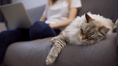 Flauschige-Katze-Schläft-Auf-Einer-Couch,-Während-Der-Besitzer-Im-Hintergrund-Am-Laptop-Arbeitet