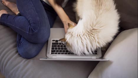 Unrecognizable-girl-is-working-on-laptop-on-sofa-while-cat-is-disturbing-her-to-caress