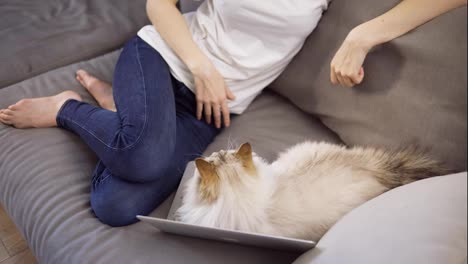 Unrecognizable-girl-want-to-work-on-laptop,-but-cat-is-disturbing-her-laying-on-keyboard