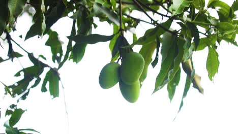 Green-raw-mango-fruits-on-tree-in-the-garden