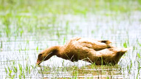 Bangladesh-duck-feeding-on-fish-in-shallow-water-on-grassland