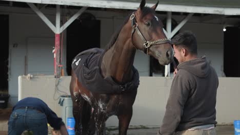 race-horse-getting-sponge-bath-at-Churchill-Downs