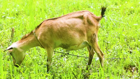 Black-Bengal-goat-grazing-on-Bangladeshi-rural-grassland