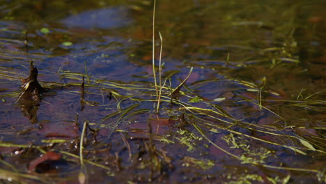 Reflective-Pond-Water-Rippling-Over-Various-Aquatic-Plants-and-Brown-Leaves,-Close-Up