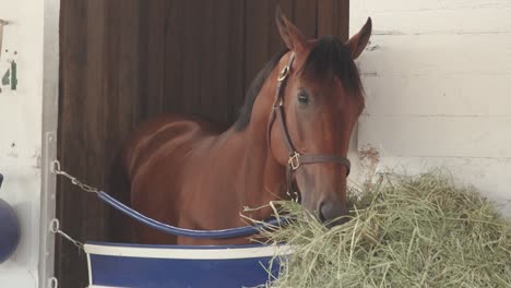 Practical-Move-Eating-Hay-At-Churchill-Downs
