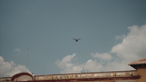 Flying-Pigeon-Over-Square-Of-Catedral-de-San-Cristóbal-Mártir-In-Las-Casas,-Chiapas-Mexico