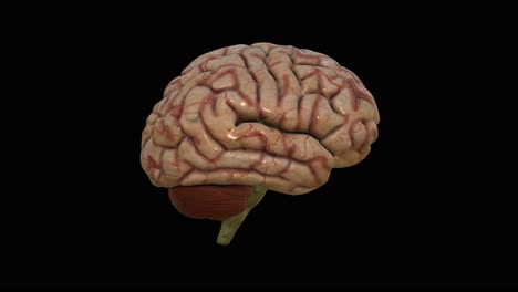 3D-simulation-of-human-brain-rotating-on-dark-background