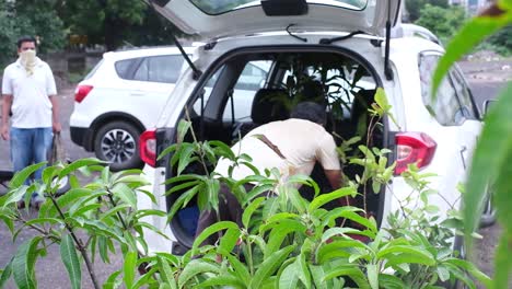 Ahead-of-the-monsoon-season,-the-distribution-of-grafted-saplings-and-trees-continues,-which-a-man-buys-and-stuffs-into-the-back-deck-of-his-car-to-take-to-his-home-and-kitchen-garden