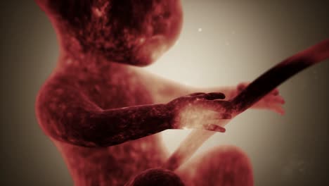 Medical-3d-animation-of-a-human-fetus,-motion-graphics-presenting-moment-of-the-unborn-offspring-human-prenatal-development,-prenatal-concept
