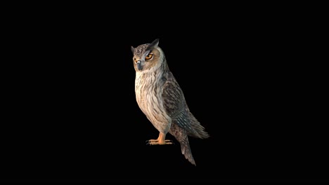 An-owl-standing-idle-looking-around-on-black-background,-3D-animation,-animated-animals,-seamless-loop-animation