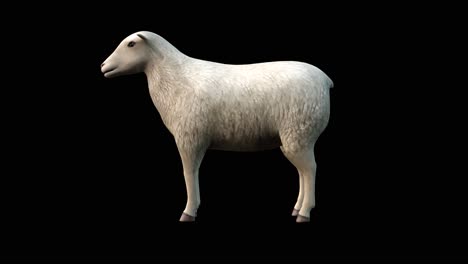 A-sheep-standing-idle-looking-around-on-black-background,-3D-animation,-animated-animals,-seamless-loop-animation