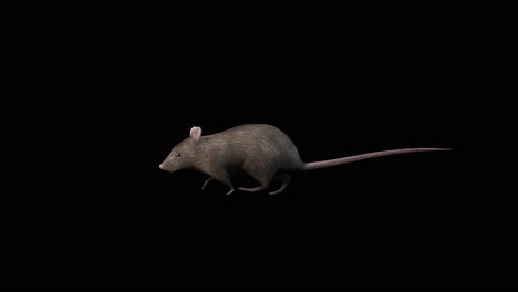 A-rat-walking-on-black-background,-3D-animation,-animated-animals,-seamless-loop-animation