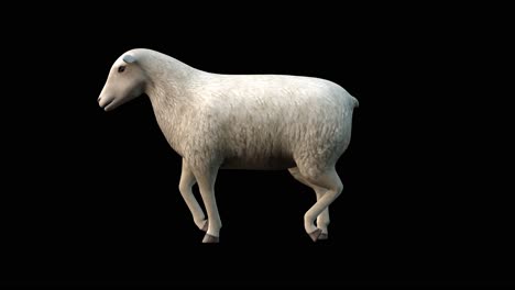 A-sheep-walking-on-black-background,-3D-animation,-animated-animals,-seamless-loop-animation
